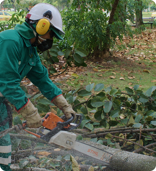 Colaborador de Ciudad Limpia realizando el corte de ramas caídas con una motosierra en una zona verde urbana, usando casco, protección auditiva, mascarilla y guantes de seguridad. Alrededor se observan hojas secas, troncos y vegetación tras las labores de poda.