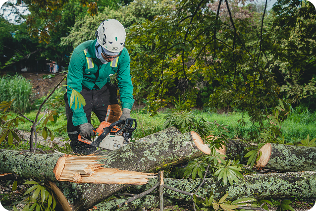Fotografía de colaborador de Ciudad Limpia realizando labores de poda y corte de ramas en una zona verde, utilizando una motosierra y elementos de protección como casco, guantes y gafas. En primer plano se observan troncos recién cortados y vegetación dispersa tras la intervención.